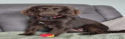 Cocker Spaniel dogs for sale: New home wanted for Lola, Working Cocker Spaniel - Advert 2