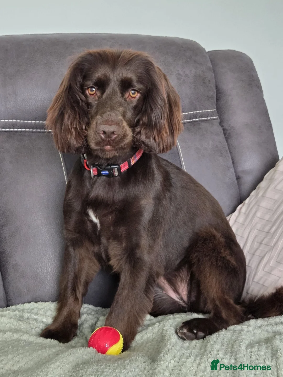 Cocker Spaniel dogs for sale: New home wanted for Lola, Working Cocker Spaniel - Advert 2