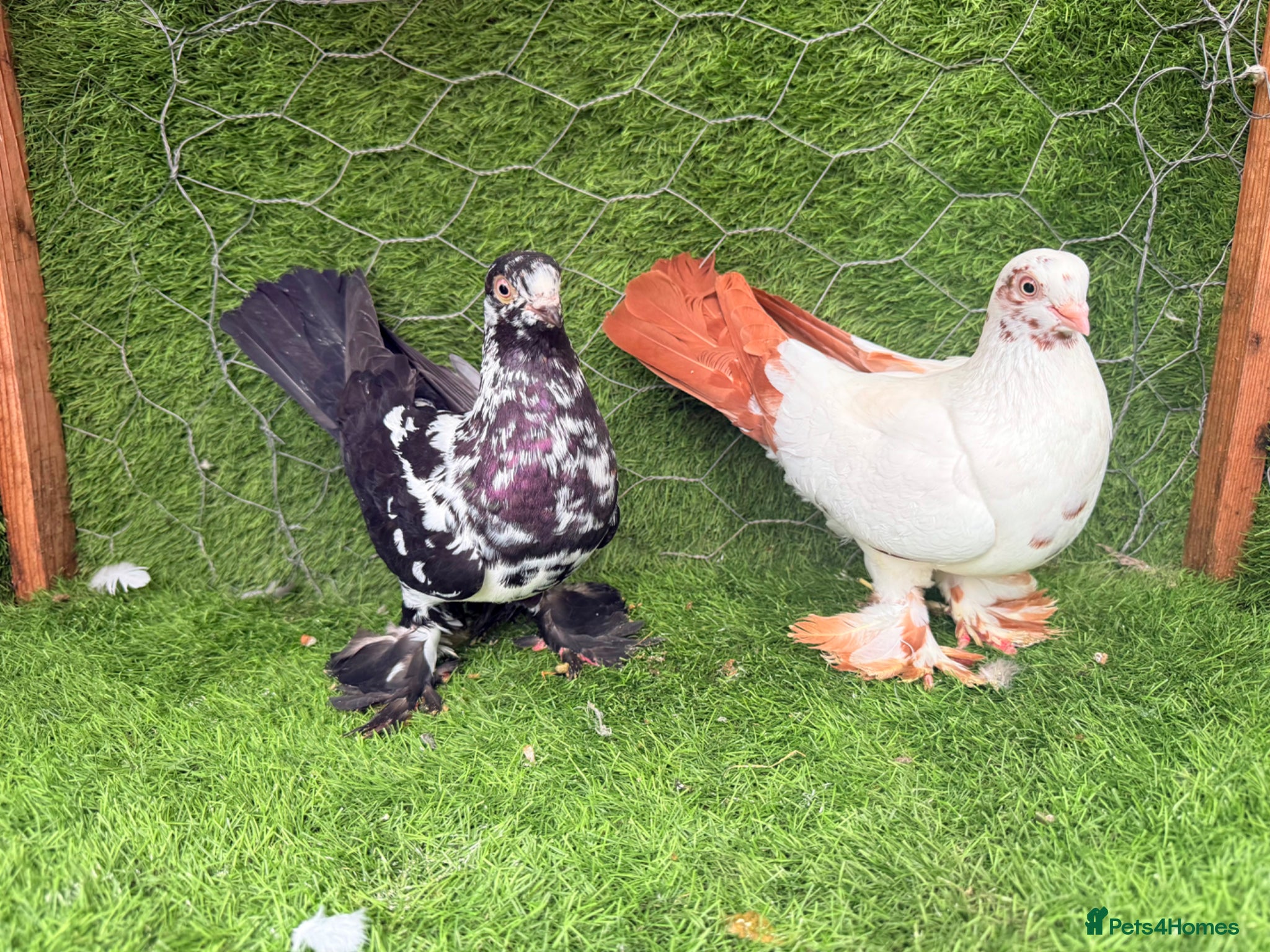 Pigeons birds Top Quality Strong Breeding Pair – Vaccinated - Advert 1