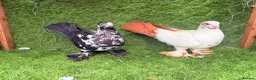 Pigeons birds for sale: Top Quality Strong Breeding Pair – Vaccinated - Advert 17