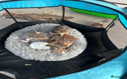 Jack Russell dogs for sale: Miniature Jack Russel puppies very very small  - Image 6