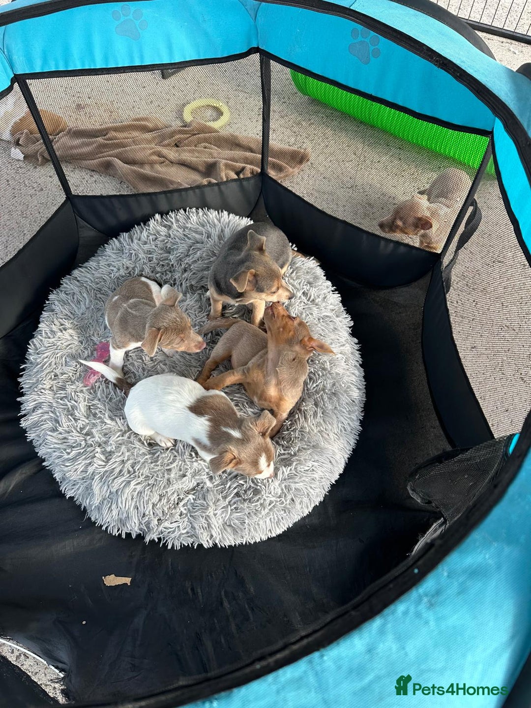 Jack Russell dogs for sale: Miniature Jack Russel puppies very very small  - Image 6