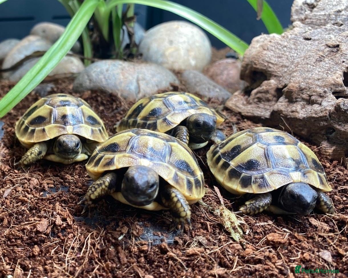 Hermann Tortoise reptiles Hermanns Tortoise Hatchling Baby - Advert 22