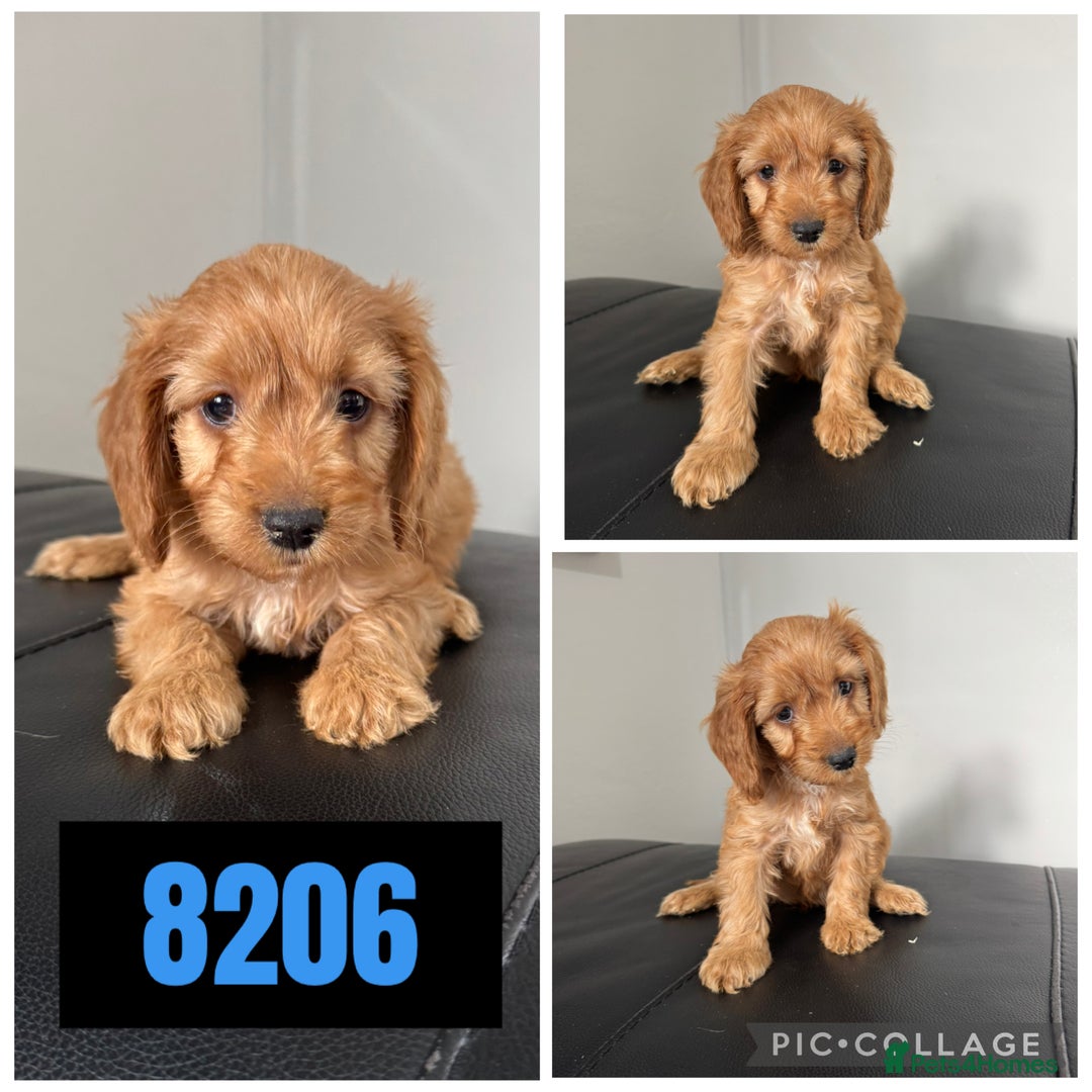 Cockapoo dogs for sale: Beautiful F1 TOY Cockapoos - Image 7