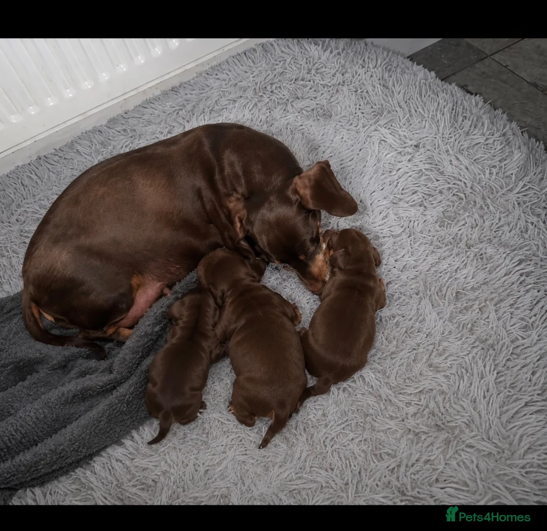 Miniature Dachshund dogs for sale: Ready in 4 days! - Advert 4