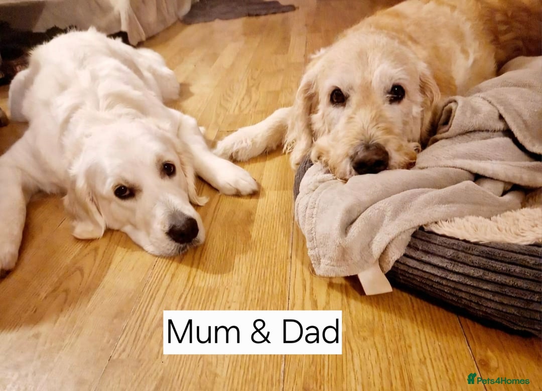 Goldendoodle dogs for sale: Goldendoodle retriever  - Image 27