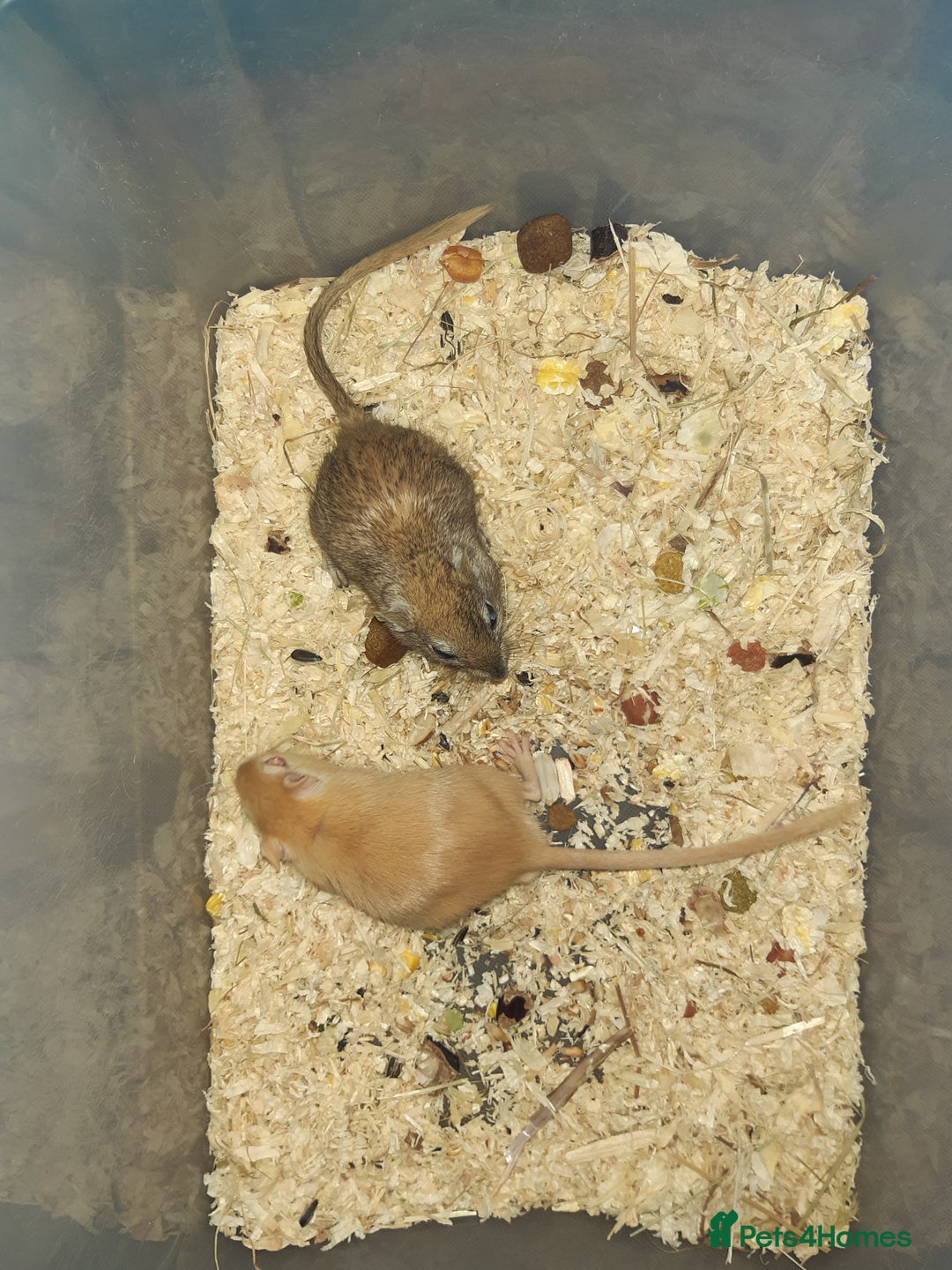 Gerbil rodents for sale: Super friendly gerbils from hobby breeder  - Advert 6