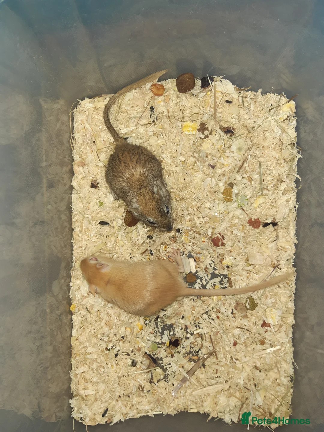 Gerbil rodents for sale: Super friendly gerbils from hobby breeder  - Advert 6