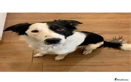 Border Collie dogs for stud: Beautiful border collie for stud -proven in Southampton - Image 10