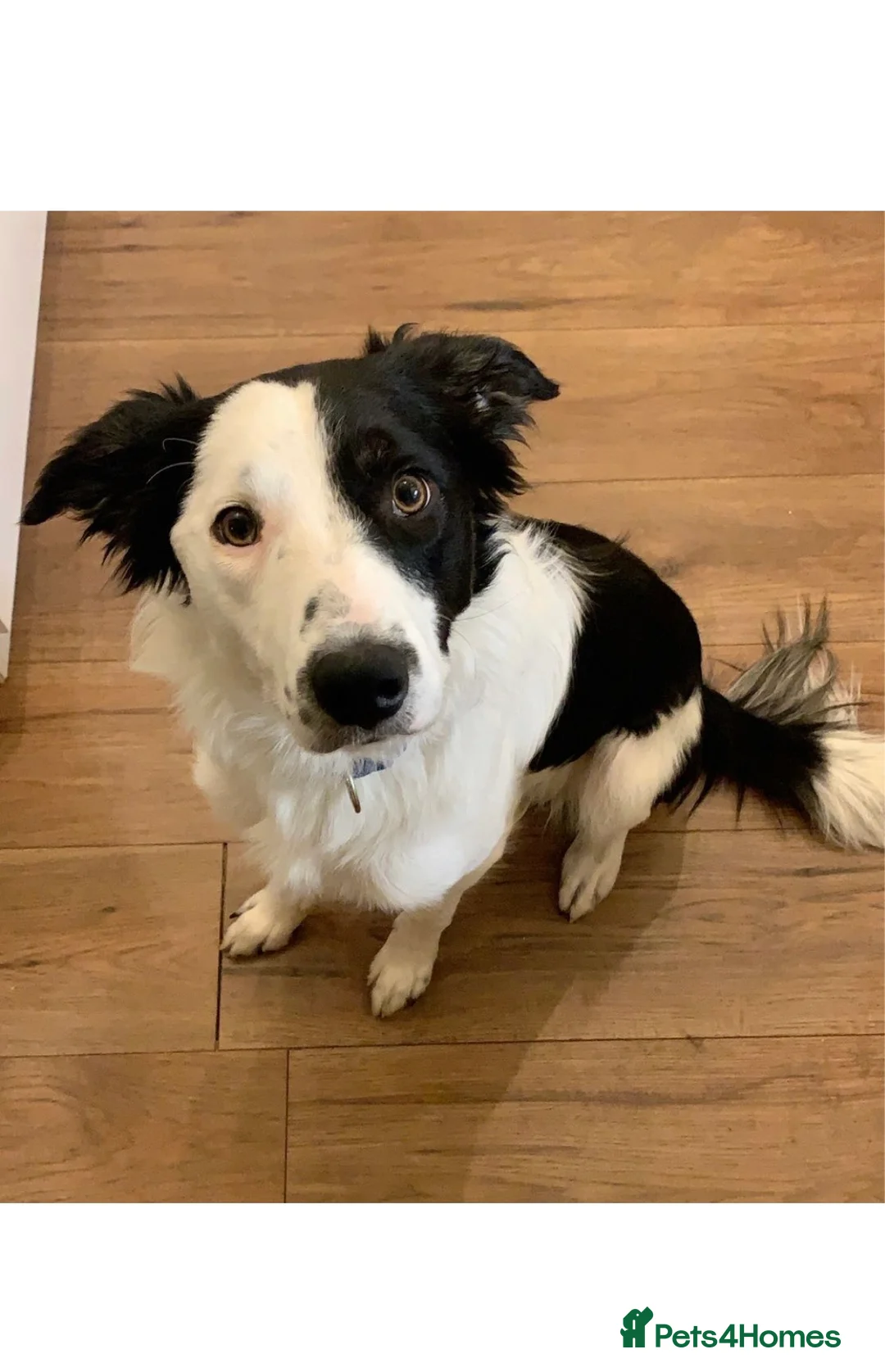 Border Collie dogs for stud: Beautiful border collie for stud -proven in Southampton - Advert 10
