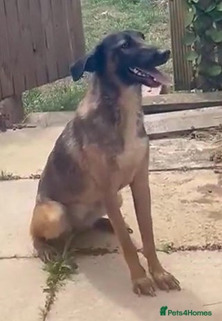 Mixed Breed dogs for adoption - Advert 4