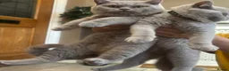 British Shorthair cats for sale: ONLY 2 LEFT Gorgeous BSH Kittens Leo&Zues - Advert 11