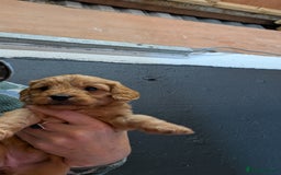 Cockapoo dogs for sale: F1 Miniature Phantom Cockapoos  READY NOW  in Chulmleigh - Image 8