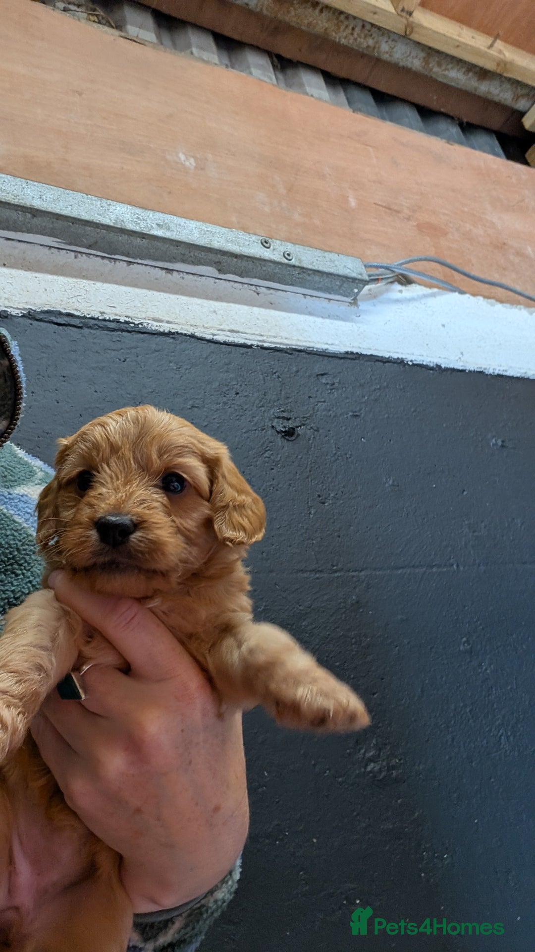 Cockapoo dogs for sale: F1 Miniature Phantom Cockapoos  READY NOW  in Chulmleigh - Image 8