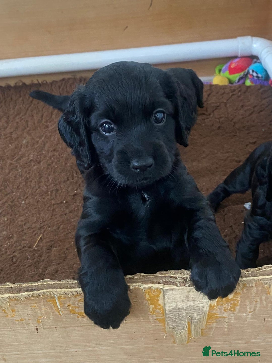 Cocker Spaniel dogs for sale:  Quality Cocker Spaniel Puppy - Image 2