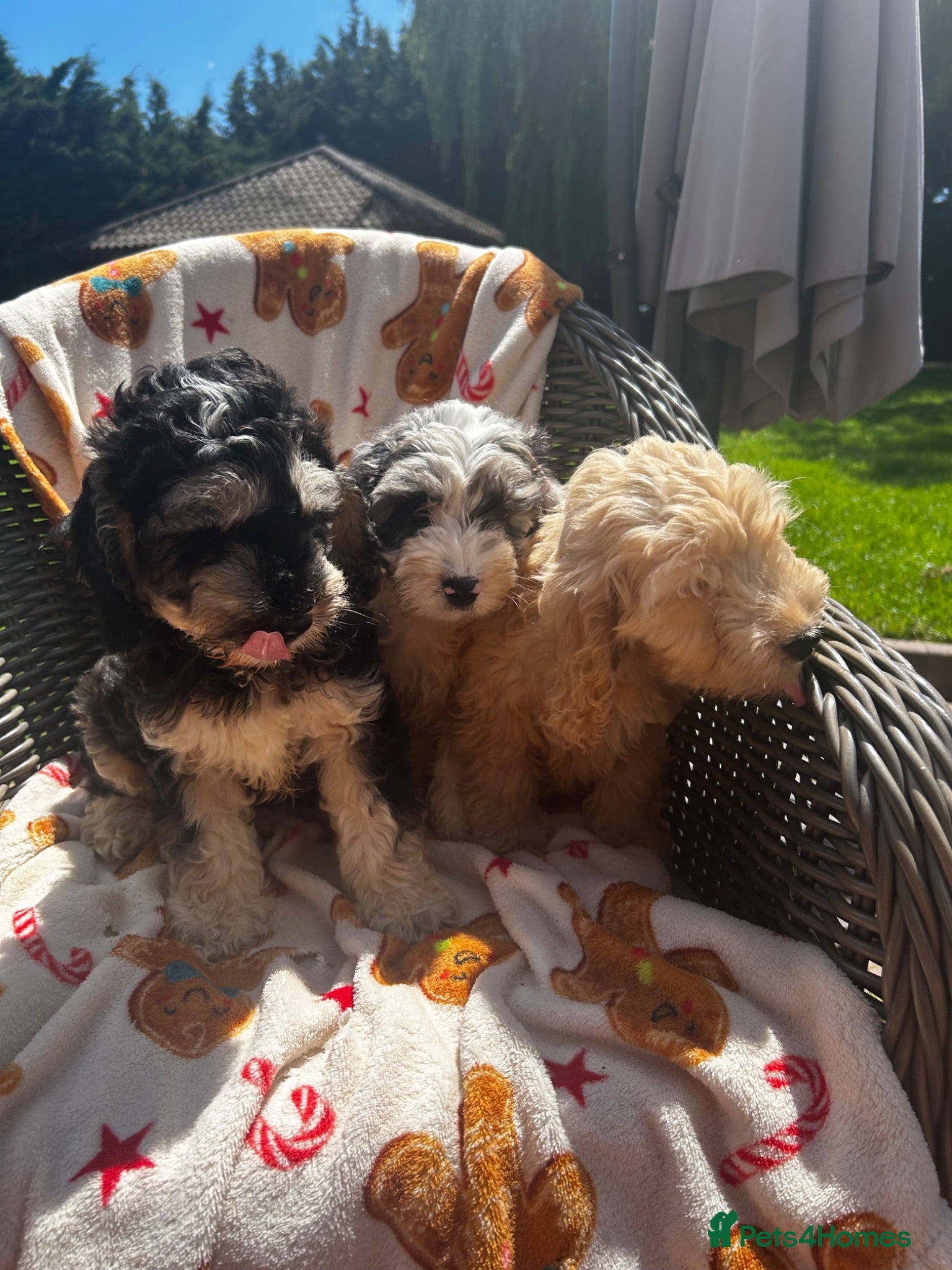 Cockapoo dogs f1 cockerpoo litter - Advert 1