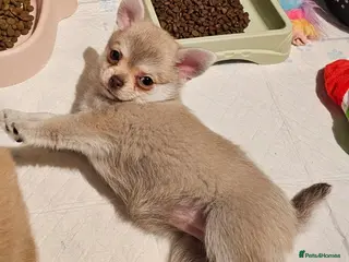 Pomchi dogs Only one girl available - Advert 4