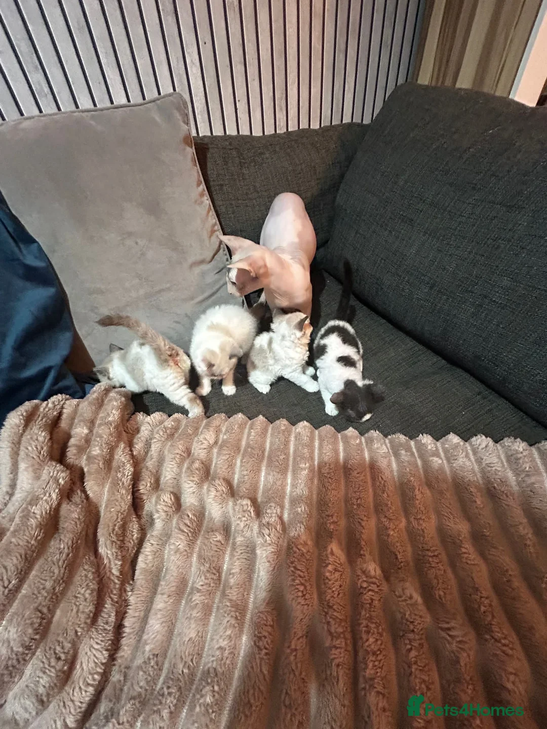 Mixed Breed cats for sale: Lovely mixed kittens for sale  - Advert 2