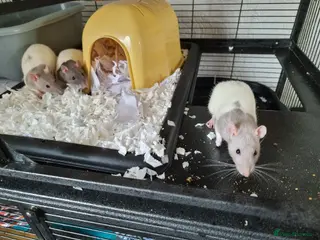 Rat rodents 4 young female rats with enclose for sale - Advert 15