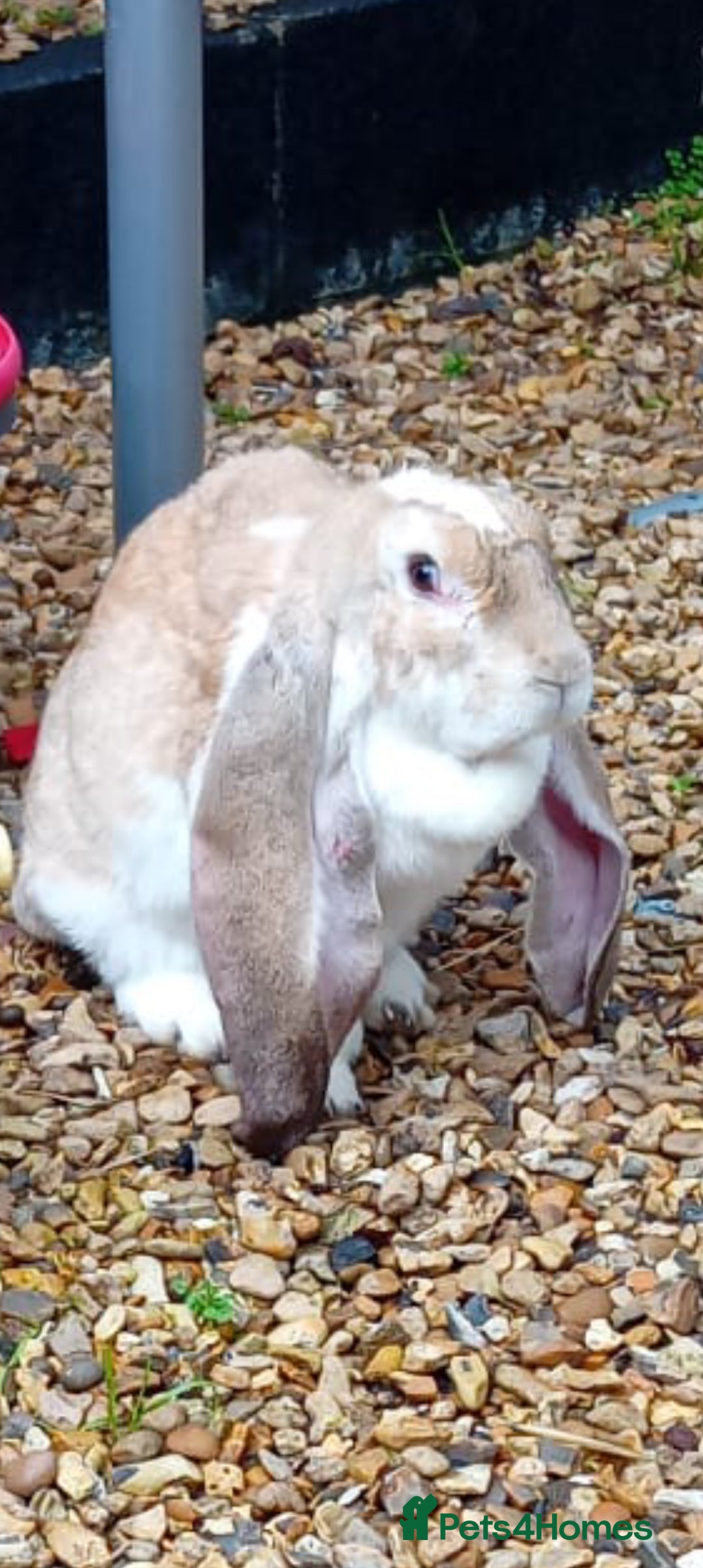 English Lop rabbits Baby English  lop rabbit - Advert 1