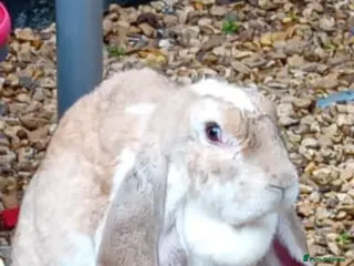 English Lop rabbits Baby English lop rabbit - Advert 7