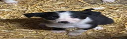 Border Collie dogs for sale: Ready Now - Border collie pups  - Advert 4