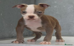 Old Tyme Bulldog dogs for sale: 5⭐️STAR RATED LICENSED🛑🛑READY TO LEAVE NOW, - Image 7