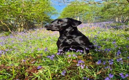 Labrador Retriever dogs for sale: Black Labrador Retreiver pups - Image 12