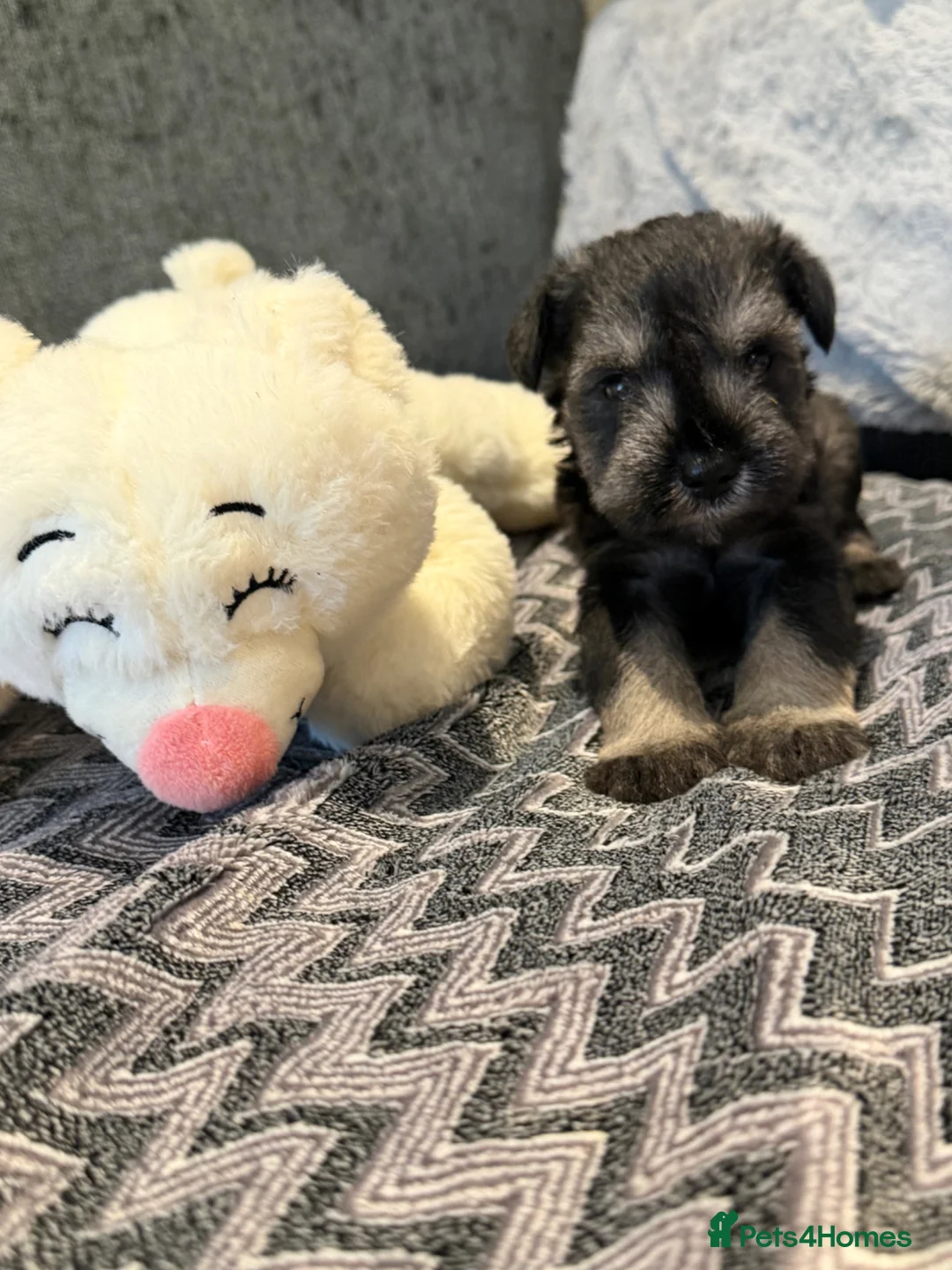 Miniature Schnauzer dogs for sale: Beautiful kc Reg mini schnauzers pups available. - Advert 2