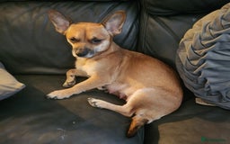 Mixed Breed dogs for sale: Beautiful jackchi puppies  - Image 4