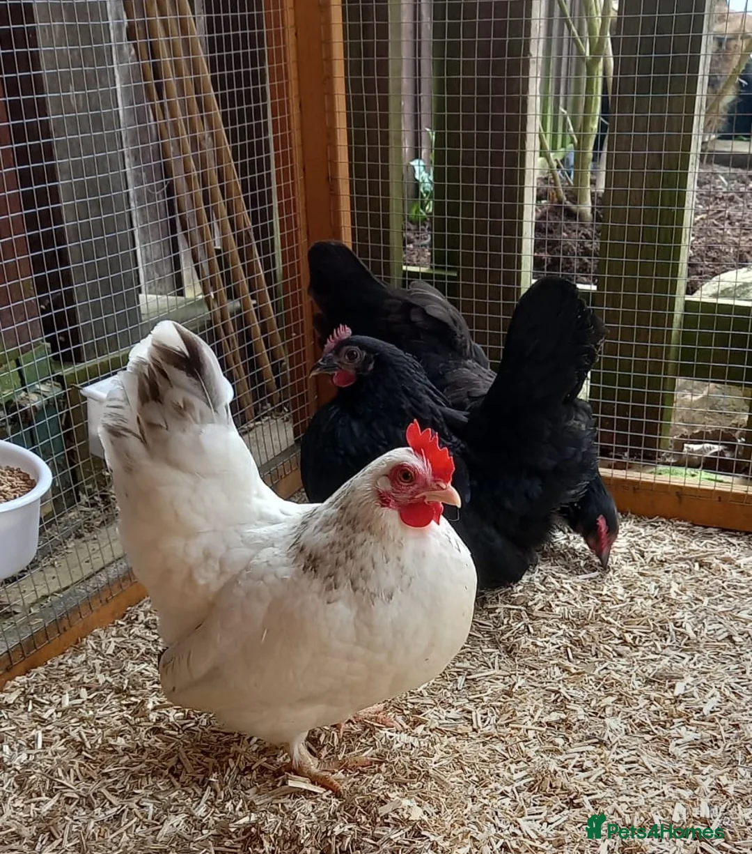 Chickens poultry for sale: Trio of Japanese Bantam Hens POL - Advert 1
