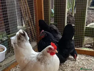 Chickens poultry Trio of Japanese Bantam Hens POL - Advert 3