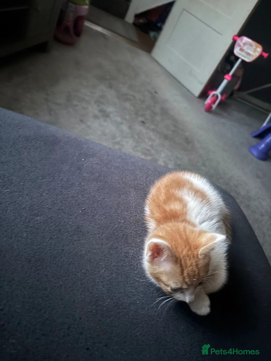 Mixed Breed cats for sale: Fluffy mixed breed kittens  - Advert 2