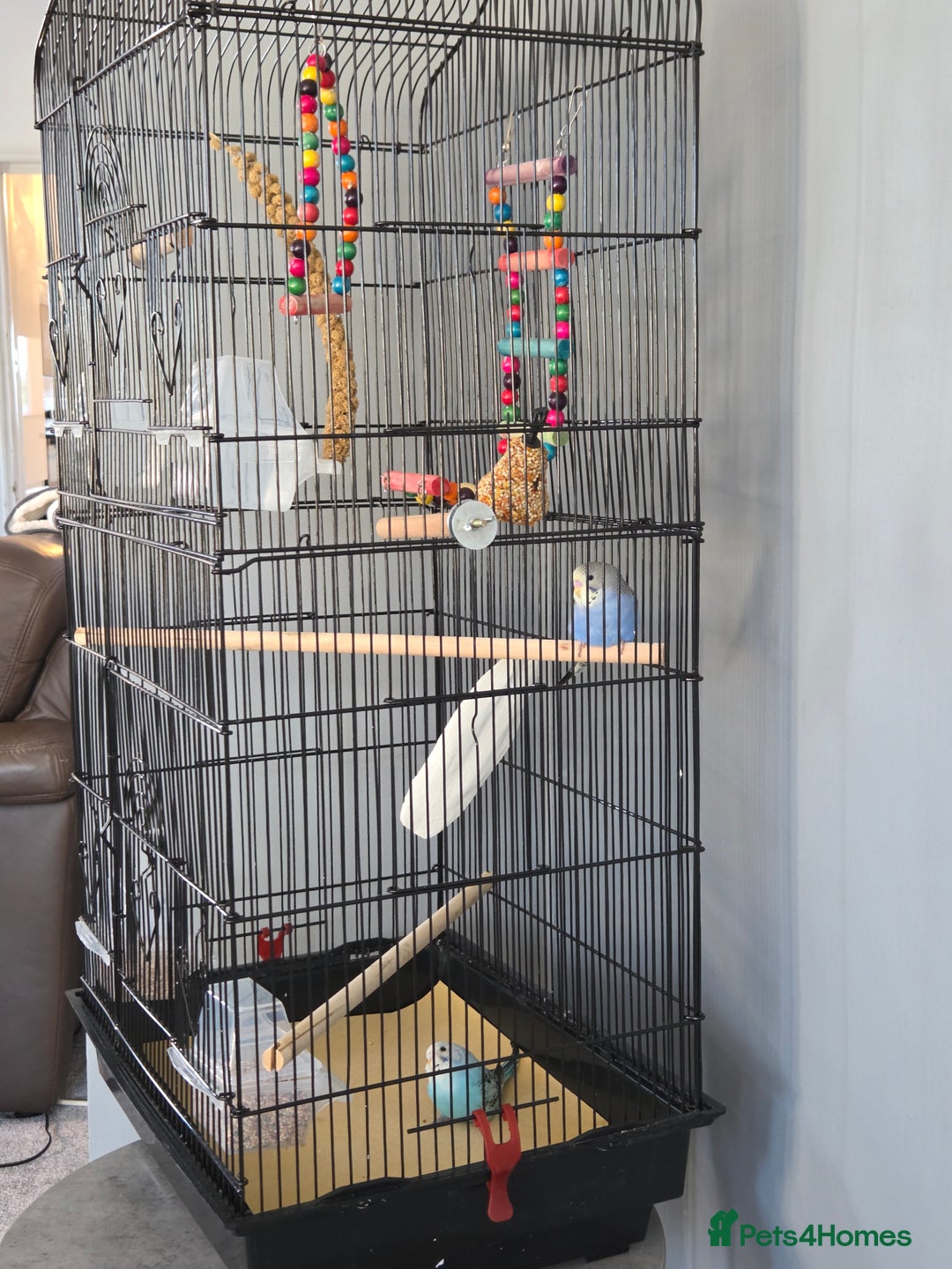 Budgerigars birds for sale: X2 budgies and large cage - Advert 1