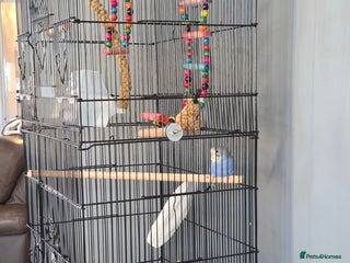 Budgerigars birds X2 budgies and large cage - Advert 3