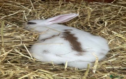 Mini Lop rabbits for sale: Mini lop bunnies - Image 4