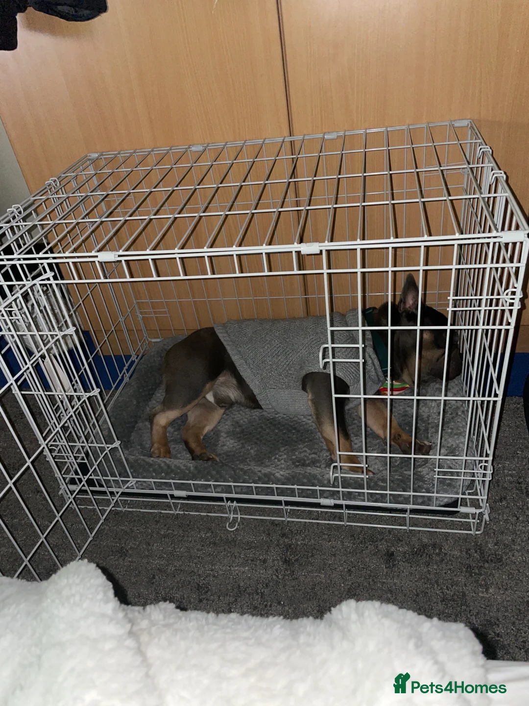 French Bulldog dogs for sale: 2 year old French bulldog - Advert 3