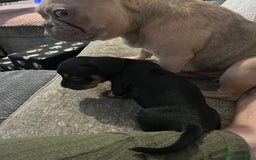 Mixed Breed dogs for sale: Miniature dachshund X French bulldog  - Image 24