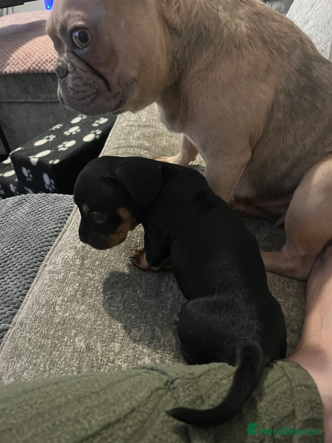 Mixed Breed dogs for sale: Miniature dachshund X French bulldog  - Image 24