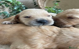 Golden Retriever dogs for sale: STUNNING KC RETRIEVERS - Image 4