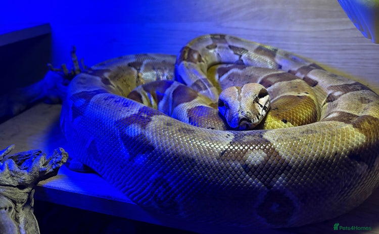 Boa Snake reptiles - Advert 1
