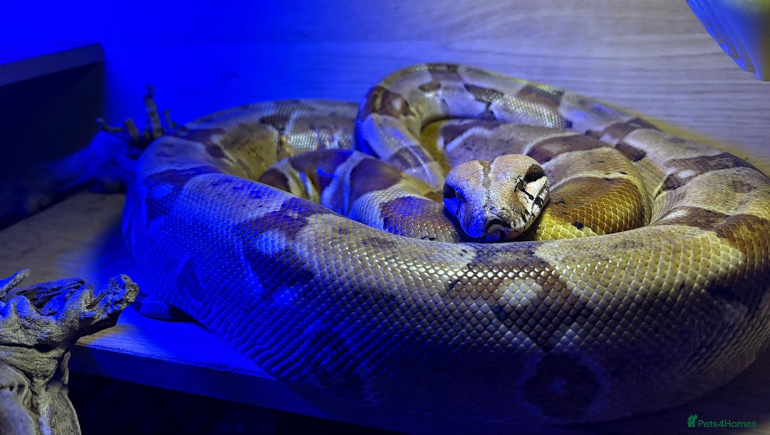Boa Snake reptiles for sale: Dwarf Boa Constrictor  - Image 1