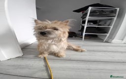 Cairn Terrier dogs for sale: KC registered Cairn terriers - Image 4