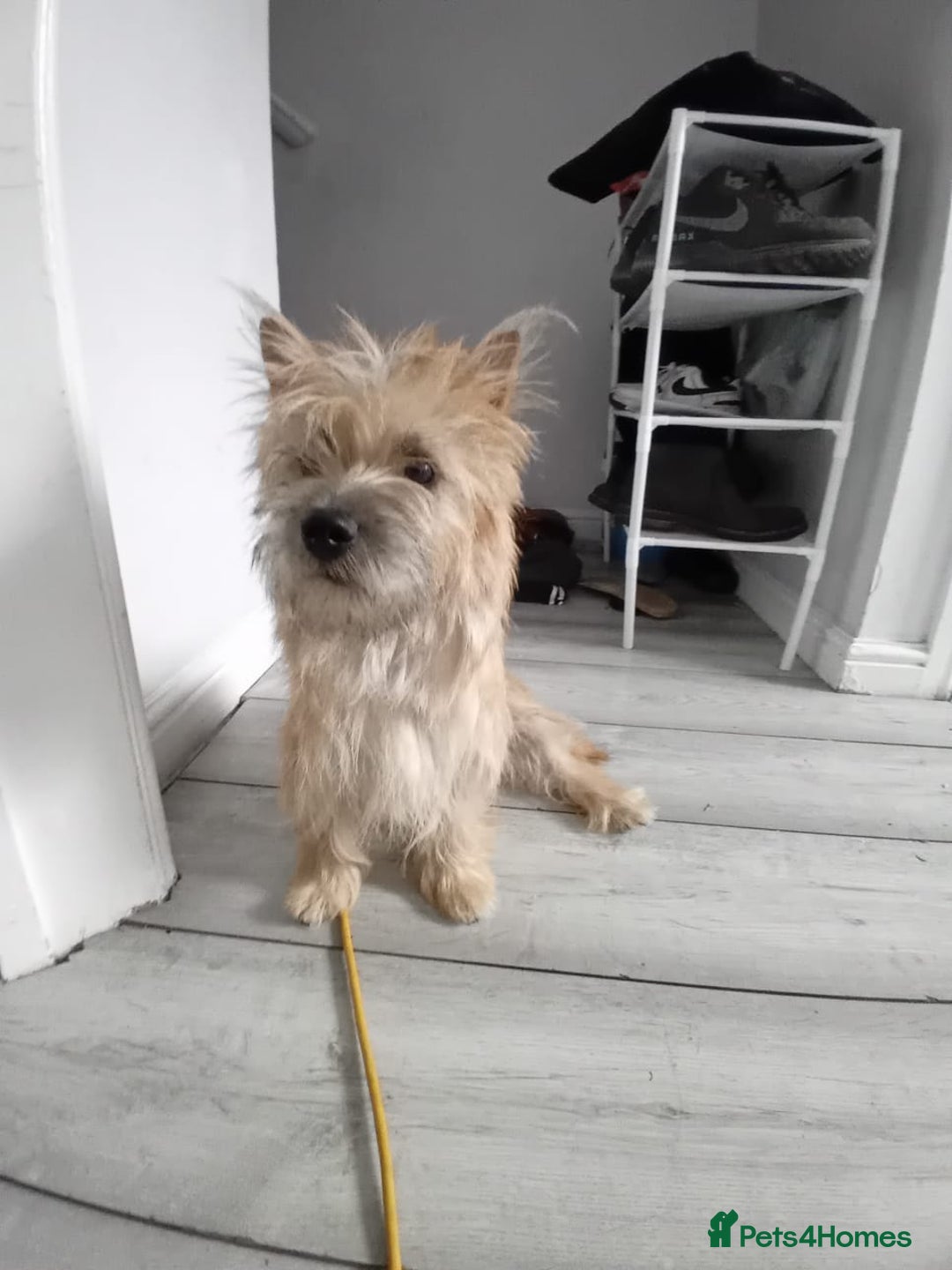 Cairn Terrier dogs for sale: KC registered Cairn terriers - Image 4