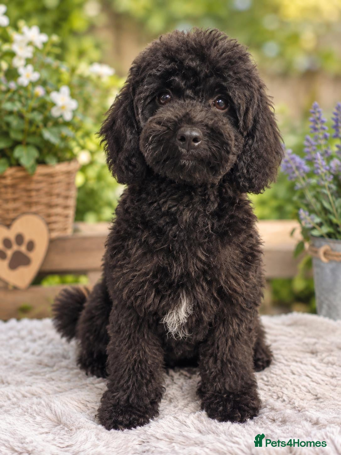 Miniature Poodle dogs 💥LAST GIRL BLACK CARRYING PHANTOM/PARTI POODLE💥 - Advert 5