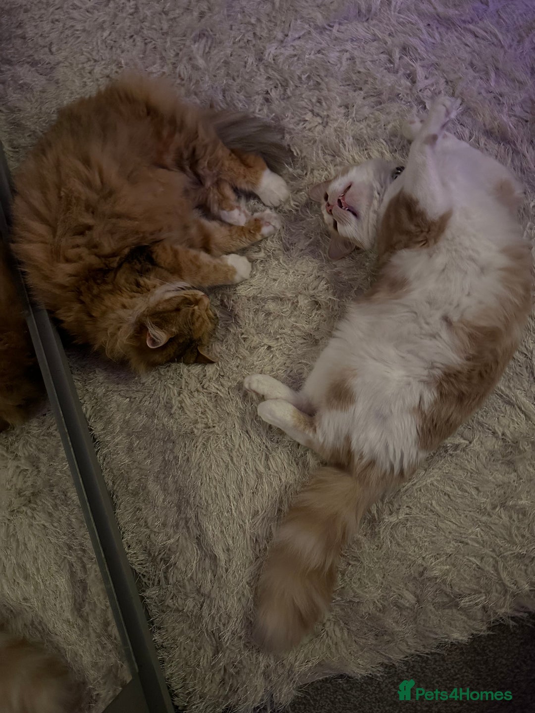 Mixed Breed cats for sale: Beautiful and affectionate 1 year old male - Advert 27