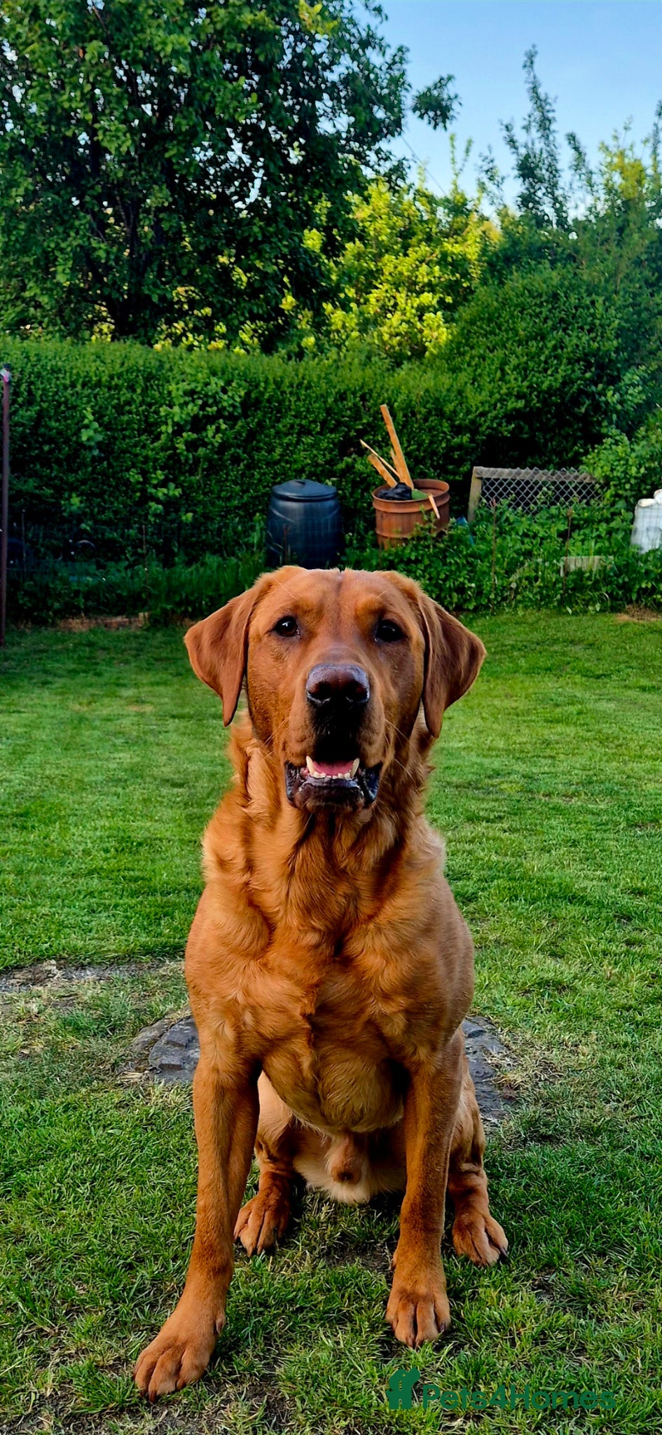 Labrador Retriever dogs Fully Health Tested Red Fox Lab Stud - Advert 9