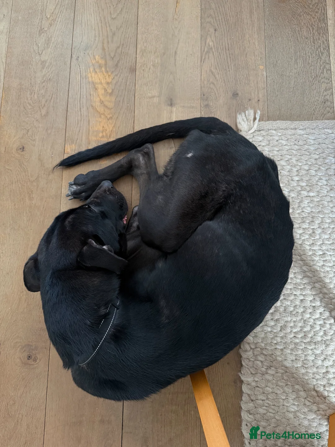 Mixed Breed dogs for sale: Mixed Breed, German Shepherd x Staffy - Advert 2