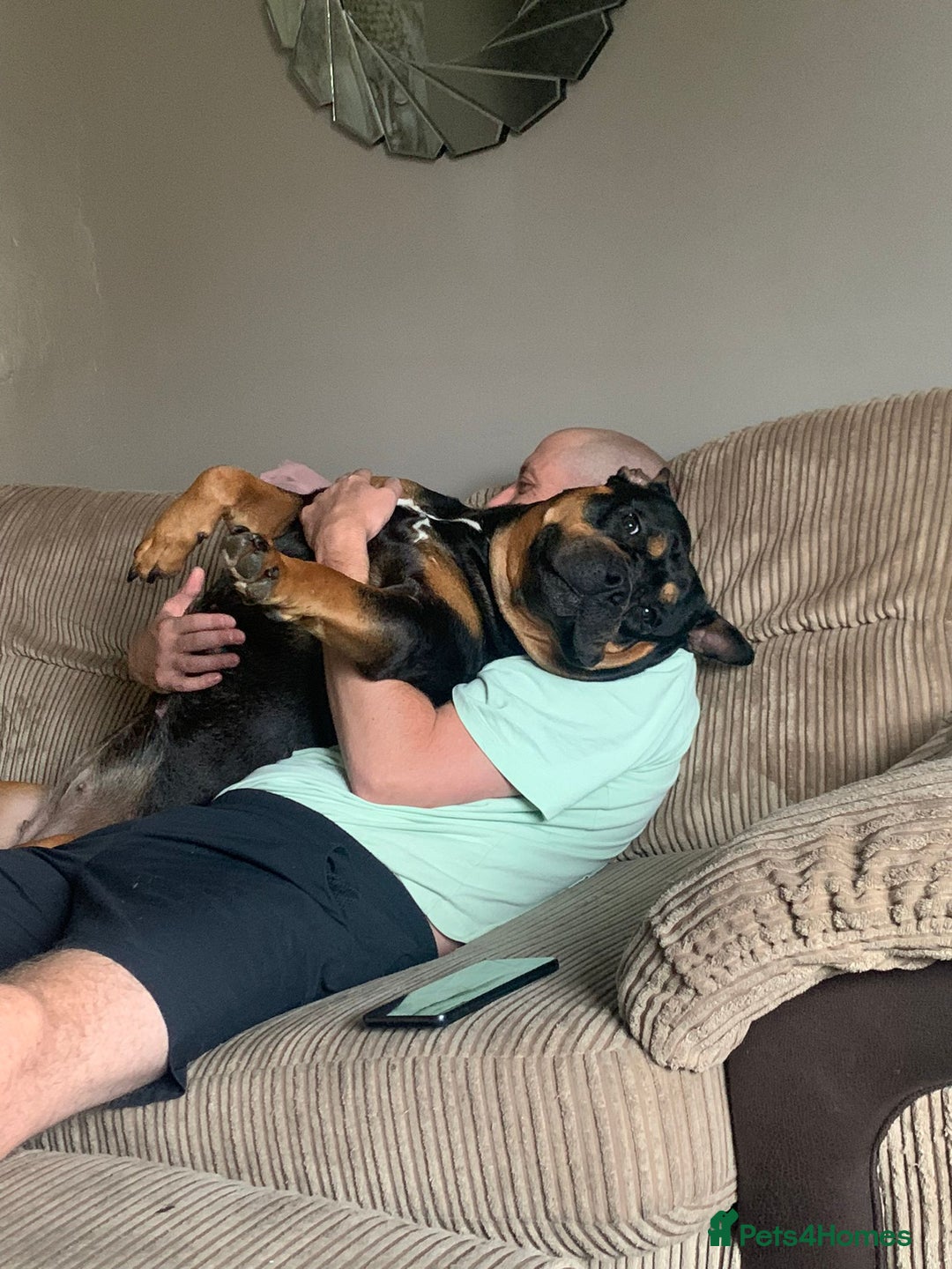 American Bully dogs for sale: 4 year old, female pedigree american bully - Advert 4