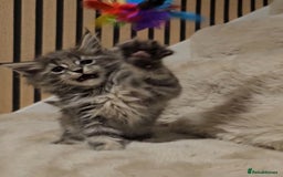 Maine Coon cats for sale: GCCF Registered Pedigree Maine Coon Kittens - Image 10